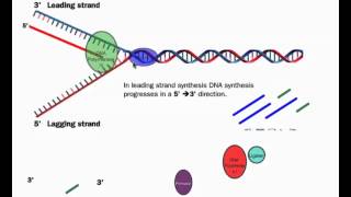 DNA Replication HL Details IB Biology [upl. by Nirehtak]