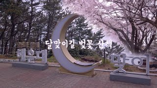 4K 부산 해운대 달맞이길 벚꽃 산책 Walking while viewing cherry blossoms on Moontan road Haeundae Busan [upl. by Eilrak]