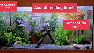 Axolotl feeding time come take a look [upl. by Kered]