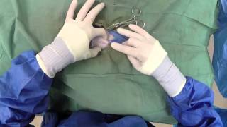 Dog Neuter Video  Canine Castration [upl. by Ardnaek]