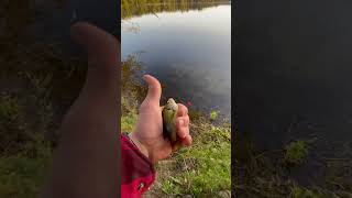 Fishing fishing minnesota fishinglife fisherman fishingtiktoks fishcontent fish mn [upl. by Kopans15]