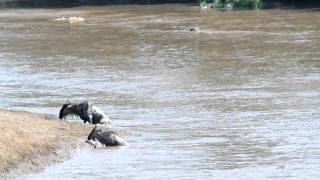 Crocodile Taking Down Wildebeests [upl. by Hudson]