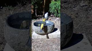 A while Western Tanager family And one judgmental Mockingbird 😍 tanager sanjosebirdbath [upl. by Carlo]