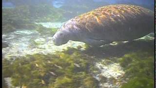 Kayaking with Manatees  stunning underwater footagemov [upl. by Shorter]