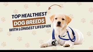 Top Healthiest Dog Breeds With Longest Lifespan [upl. by Acenahs]