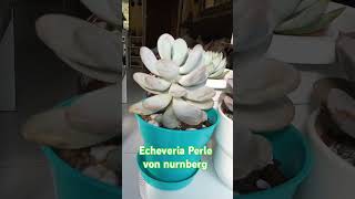 Echeveria Perle von nurnberg plantas suculentas succulents [upl. by Zulaledairam]