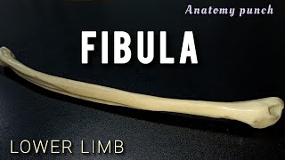 FIBULA  Lower Limb  Side Determination and Features [upl. by Huttan]