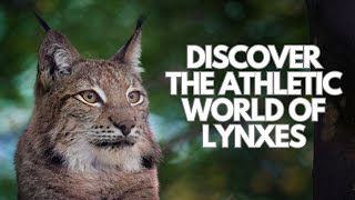 Lynxes [upl. by Ponton]