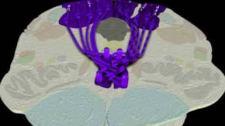 Neuroanatomy  The Dorsal ColumnMedial Lemniscus Tract in 3D [upl. by Glick]