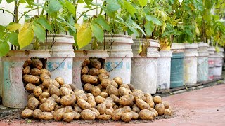 Try this Potato growing method now youll never have to buy Potatoes again [upl. by Jueta]