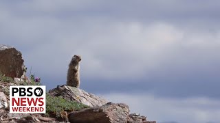 How studying arctic ground squirrels can help advance human brain health [upl. by Eirrol]