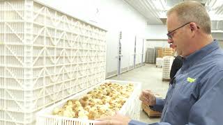 Chicken Poultry Full Hatchery Tour  Townline Hatchery in Michigan [upl. by Coray]