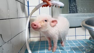 Potbellied Pig 🐷 Unconventional Family Pet [upl. by Fogg]