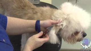 Show Grooming a Dandie Dinmont Terrier [upl. by Atsilac]