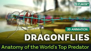 Dragonflies Anatomy of the Worlds Top Predator  3D Animation [upl. by Nrubua560]