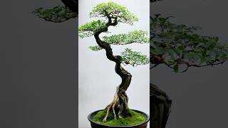 Beautiful Bonsai Works🌳🌲💥457shorts shortsvideo beautifulbonsai art khuebonsai🥰❤️ [upl. by Pearman]