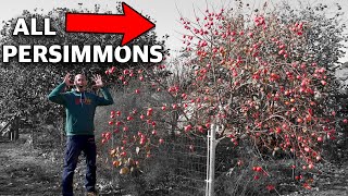 How to Grow a Persimmon Tree Complete Growing Guide [upl. by Sivrup]