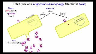 Lytic and Lysogenic Options for Temperate Bacteriophage [upl. by Aleemaj796]