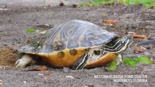 Nesting Pond Cooter  Inverness Florida [upl. by Yenaled528]