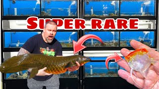 UNBOXING a SUPER RARE FISH  we are keeping 2 for the showroom [upl. by Annodal355]