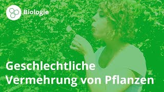 Geschlechtliche Vermehrung So vermehren sich Pflanzen – Biologie  Duden Learnattack [upl. by Elleirda]