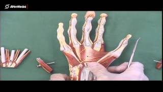 Muscles of the Hand preview  Human Anatomy  Kenhub [upl. by Radman]