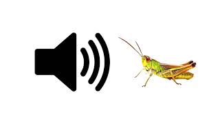 Crickets Awkward Silence  Sound Effect  ProSounds [upl. by Feodore]