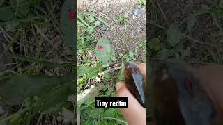 tiny redfin caught in the Queanbeyan River [upl. by Irallih]