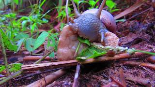 CARACOL SE ALIMENTANDO Parte 02 [upl. by Nedgo162]