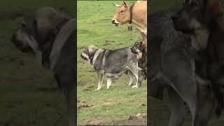 Spanish Mastiff vs Iberian Wolf [upl. by Annyrb]