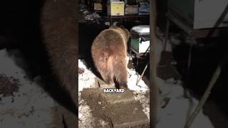 Injured bears coming to the door for help shortvideo healing bear friendship unbelievable [upl. by Mariya]