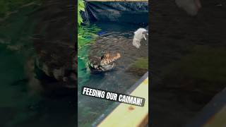 Have You Ever Seen a Dwarf Caiman Eat  reptile caiman alligator crocodile petreptiles shorts [upl. by Campman]