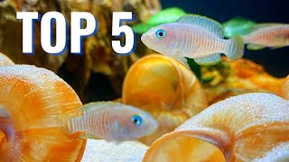 The Best Cichlids for Small Aquariums [upl. by Brinn]