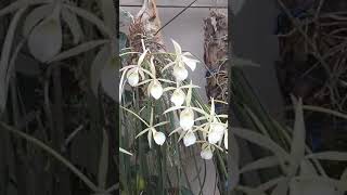 brassavola brassavola natureza orchid flowers orquideaslindas orquídeasraras orquideas [upl. by Llertnov]