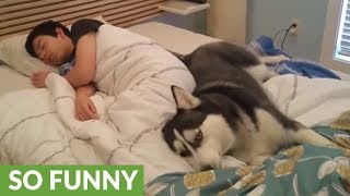 Husky attempts to wake up owner ends up snuggling him [upl. by Eseer793]