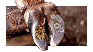 Cut Trim and Cleaning  Screw with Wood WAS STUCK IN cows hoof EP2 [upl. by Norek]