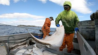 Setting and Hauling Halibut Longline  Alaska Commercial Fishing [upl. by Derrik]