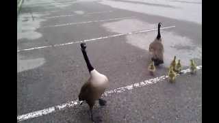 Crazy Canada goose attack [upl. by Brigitte]