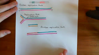 Homologous Recombination for Replication Fork Reactivation Part 1 [upl. by Bald]