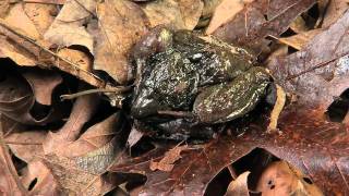 Frozen Wood Frog [upl. by Imoyn]