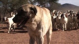 Dogs ease Namibias cheetahfarmer conflicts [upl. by Maghutte884]