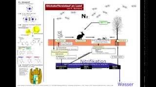 Stickstoffkreislauf an Land Nitrifikation [upl. by Asseneg736]