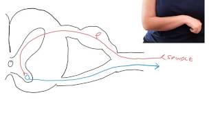 Pathophysiology of spasticity following UMN lesions [upl. by Burra]