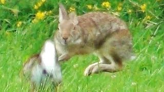 2 Rabbits Running Jumping and Playing Around [upl. by Georgia9]