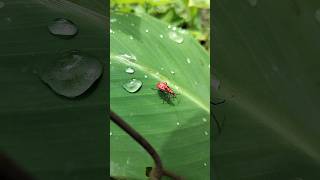 Dysdercus cingulatus लाल सूती डाग डिस्डरकस सिंगुलॅटस insects insect farming red cotton stainer [upl. by Okramed]