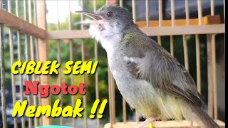 Tembakan CIBLEK SEMI GACOR Ngotot  Pancingan Ciblek Gacor [upl. by Ecnatsnoc]