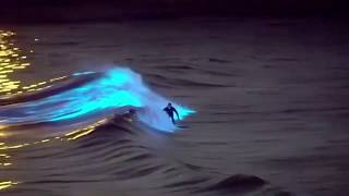 Surfer Glides Through Stunning Bioluminescence Water in San Diego [upl. by Codie]