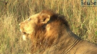 Powerful Roar of 3 Male Lions [upl. by Apfel]