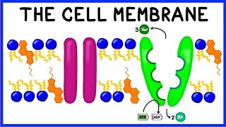 Cell Membrane Structure Function and The Fluid Mosaic Model [upl. by Madonia]