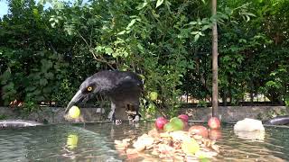 Beautiful Currawong playing with grapes [upl. by Fletch]